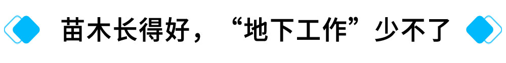 苗木長得好淳胆，“地下工作”少不了.jpg